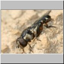 Syritta pipiens - Gemeine Keulenschwebfliege w04.jpg